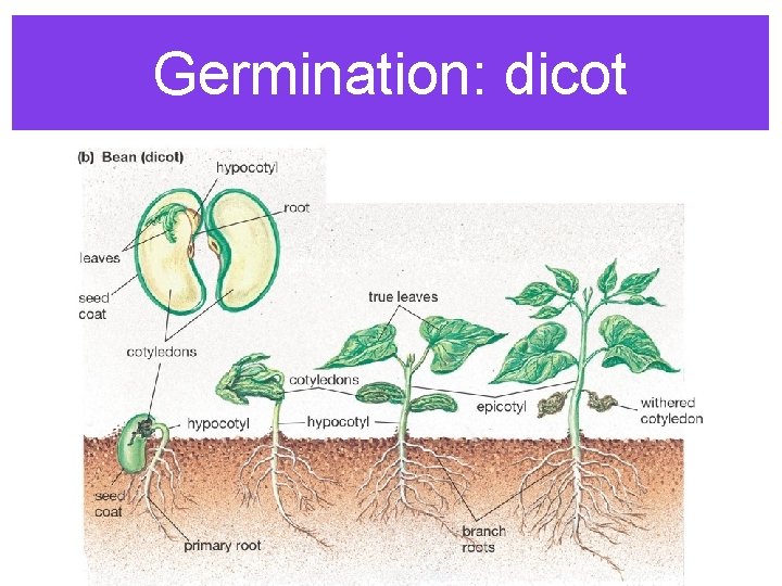 Germination: dicot 