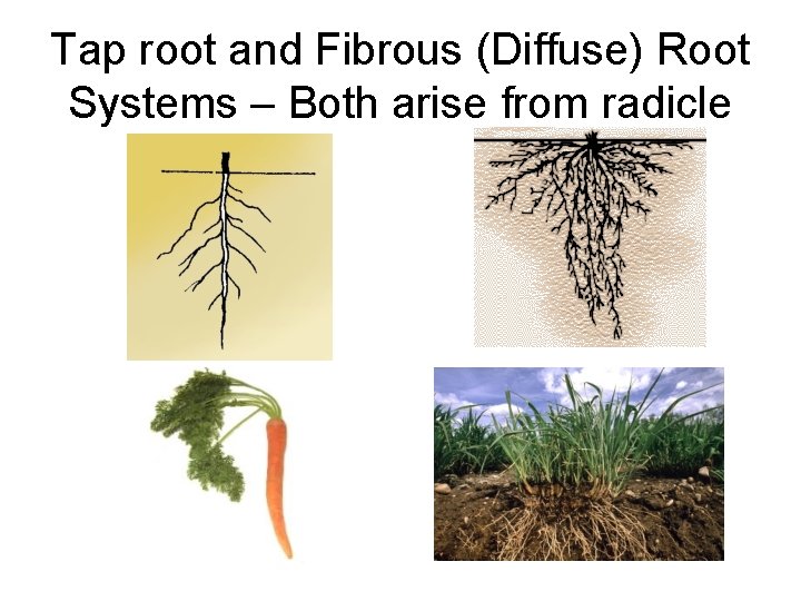 Tap root and Fibrous (Diffuse) Root Systems – Both arise from radicle 