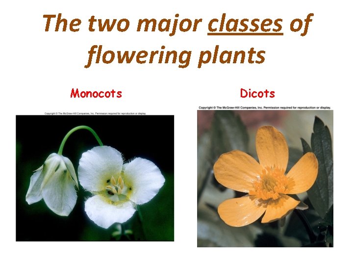 The two major classes of flowering plants Monocots Dicots 