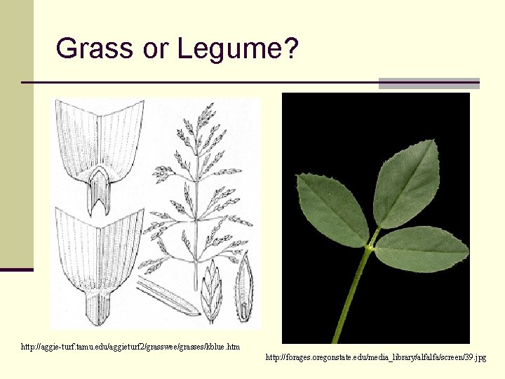 Grass or Legume? http: //aggie-turf. tamu. edu/aggieturf 2/grasswee/grasses/kblue. htm http: //forages. oregonstate. edu/media_library/alfalfa/screen/39. jpg