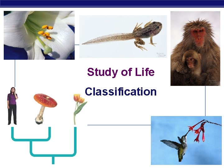 Study of Life Classification 