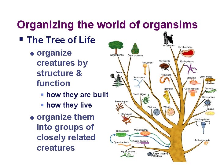 Organizing the world of organsims § The Tree of Life u organize creatures by
