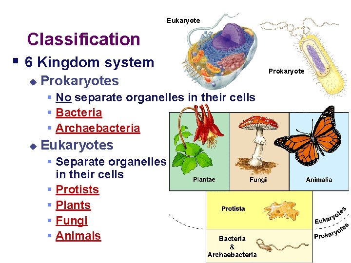Eukaryote Classification § 6 Kingdom system u Prokaryotes § No separate organelles in their