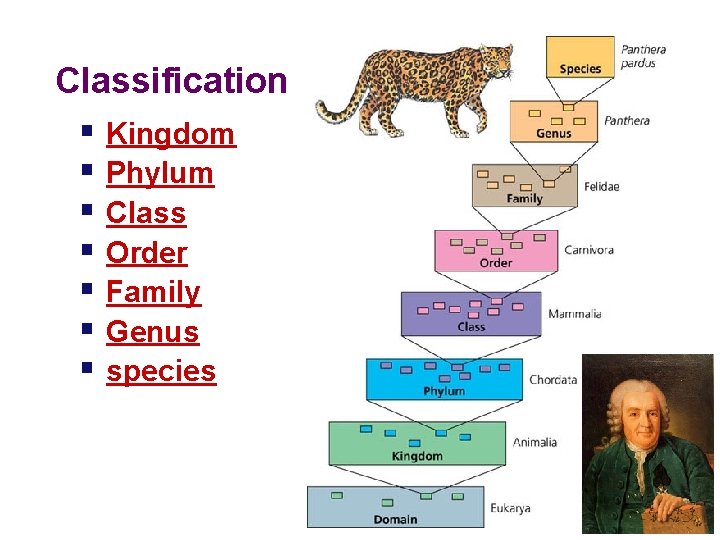 Classification § Kingdom § Phylum § Class § Order § Family § Genus §