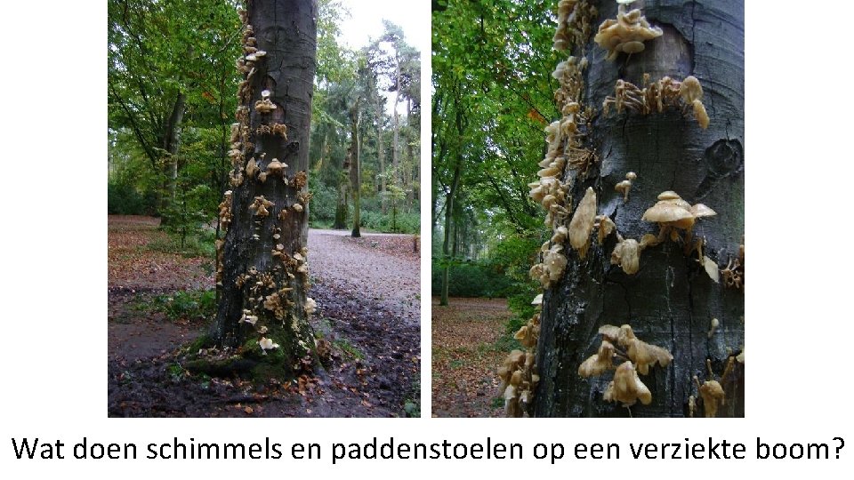 Wat doen schimmels en paddenstoelen op een verziekte boom? 