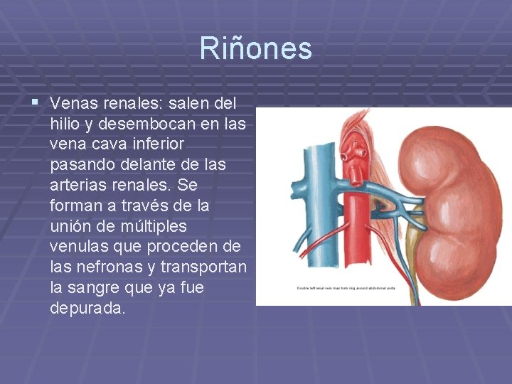 Riñones § Venas renales: salen del hilio y desembocan en las vena cava inferior