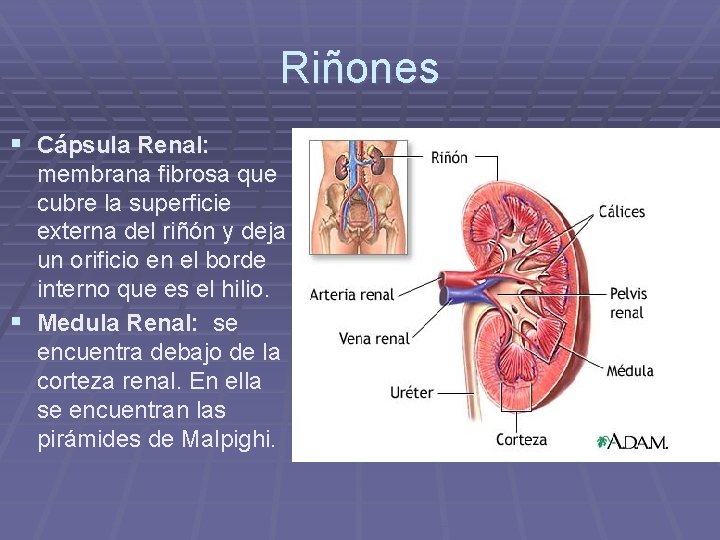 Riñones § Cápsula Renal: membrana fibrosa que cubre la superficie externa del riñón y