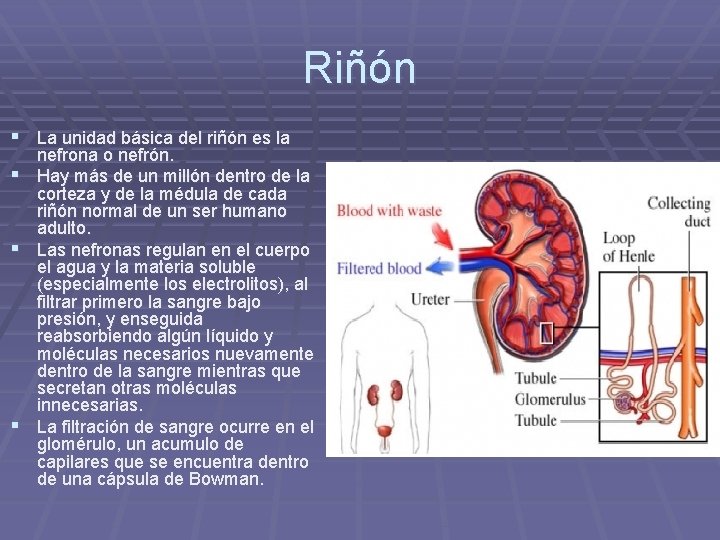 Riñón § La unidad básica del riñón es la § § § nefrona o