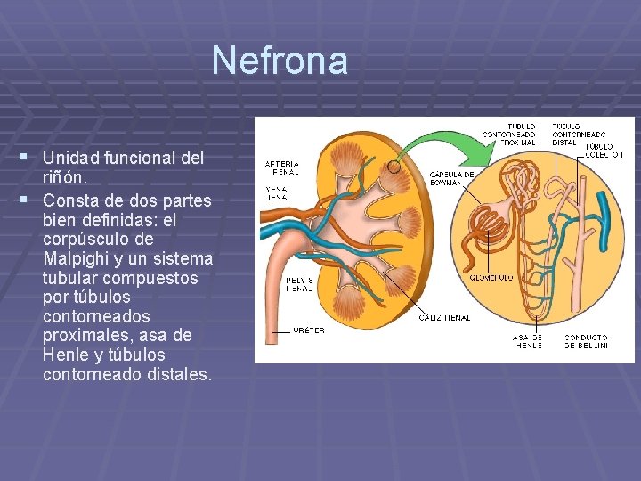 Nefrona § Unidad funcional del riñón. § Consta de dos partes bien definidas: el