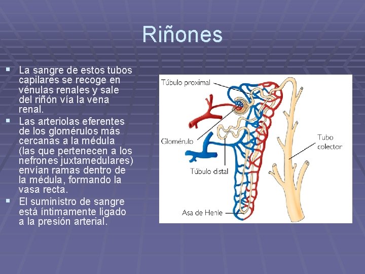 Riñones § La sangre de estos tubos capilares se recoge en vénulas renales y