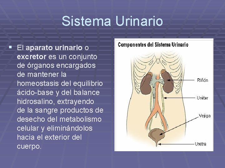 Sistema Urinario § El aparato urinario o excretor es un conjunto de órganos encargados