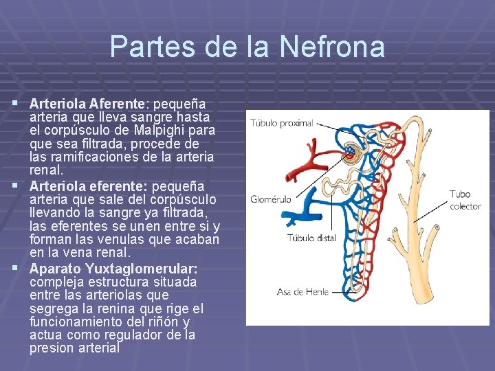 Partes de la Nefrona § Arteriola Aferente: pequeña arteria que lleva sangre hasta el