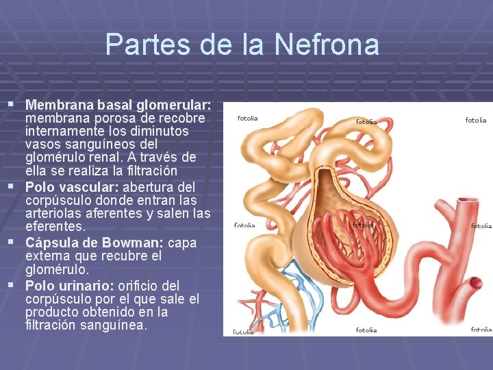 Partes de la Nefrona § Membrana basal glomerular: § § § membrana porosa de