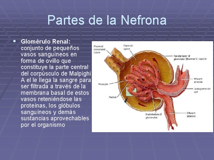 Partes de la Nefrona § Glomérulo Renal: conjunto de pequeños vasos sanguíneos en forma