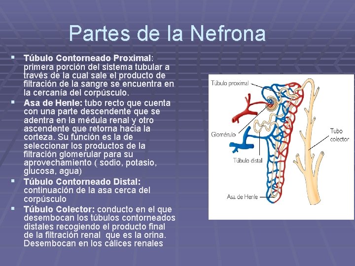 Partes de la Nefrona § Túbulo Contorneado Proximal: § § § primera porción del