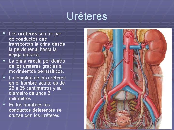 Uréteres § Los uréteres son un par § § § de conductos que transportan