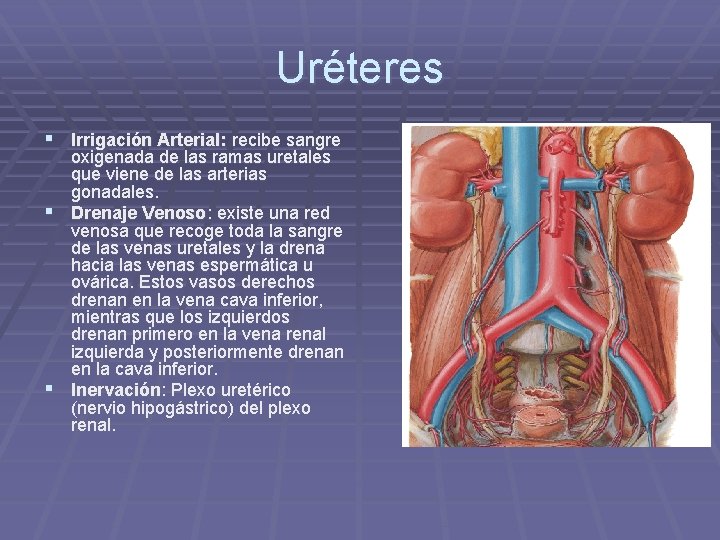 Uréteres § Irrigación Arterial: recibe sangre oxigenada de las ramas uretales que viene de