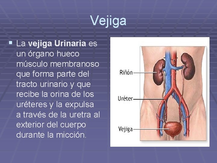 Vejiga § La vejiga Urinaria es un órgano hueco músculo membranoso que forma parte