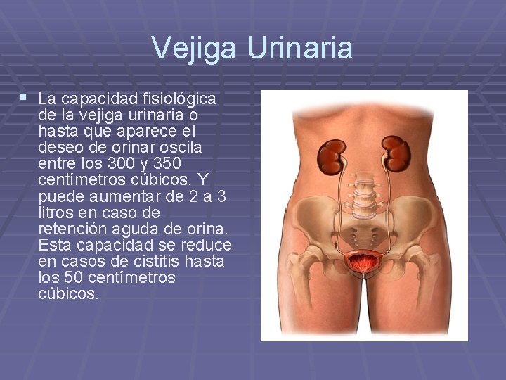 Vejiga Urinaria § La capacidad fisiológica de la vejiga urinaria o hasta que aparece