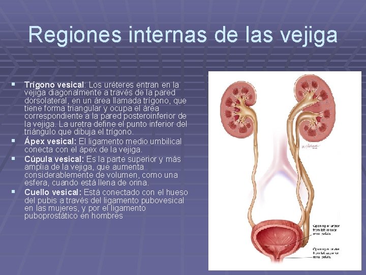 Regiones internas de las vejiga § Trígono vesical: Los uréteres entran en la §