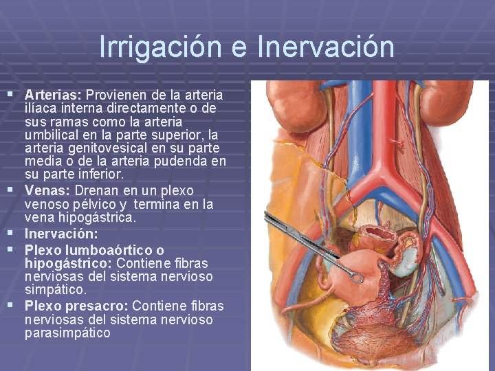 Irrigación e Inervación § Arterias: Provienen de la arteria § § ilíaca interna directamente