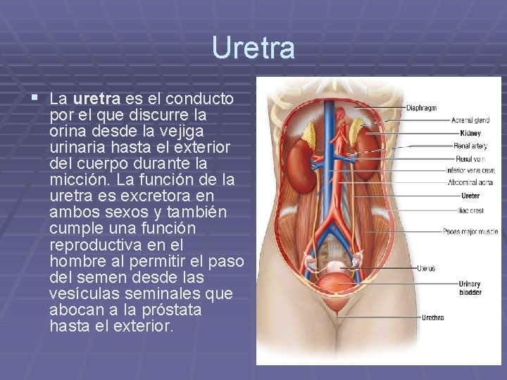 Uretra § La uretra es el conducto por el que discurre la orina desde