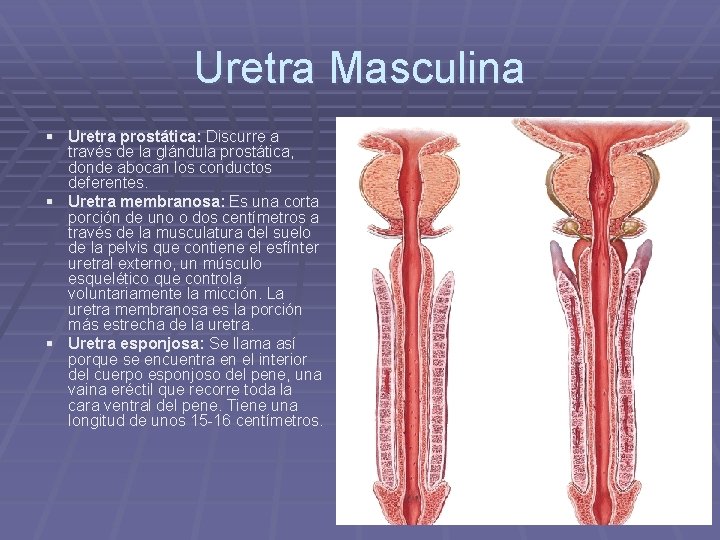 Uretra Masculina § Uretra prostática: Discurre a través de la glándula prostática, donde abocan