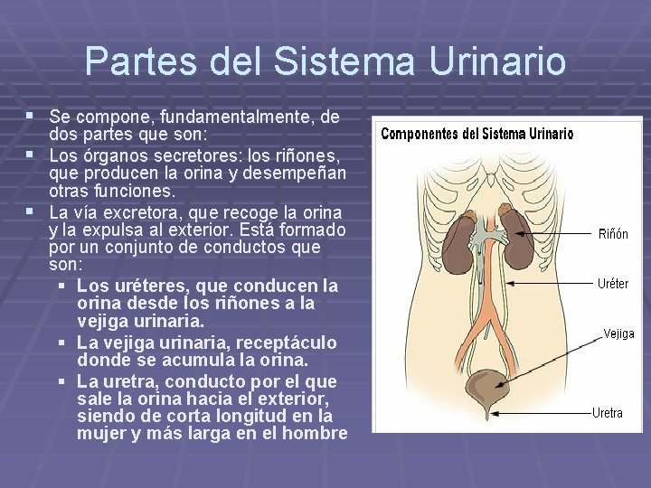 Partes del Sistema Urinario § Se compone, fundamentalmente, de dos partes que son: §