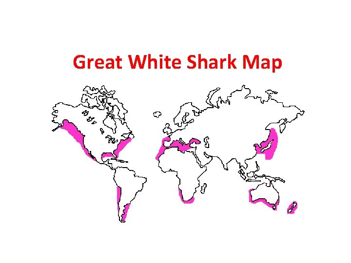 Great White Shark Map 