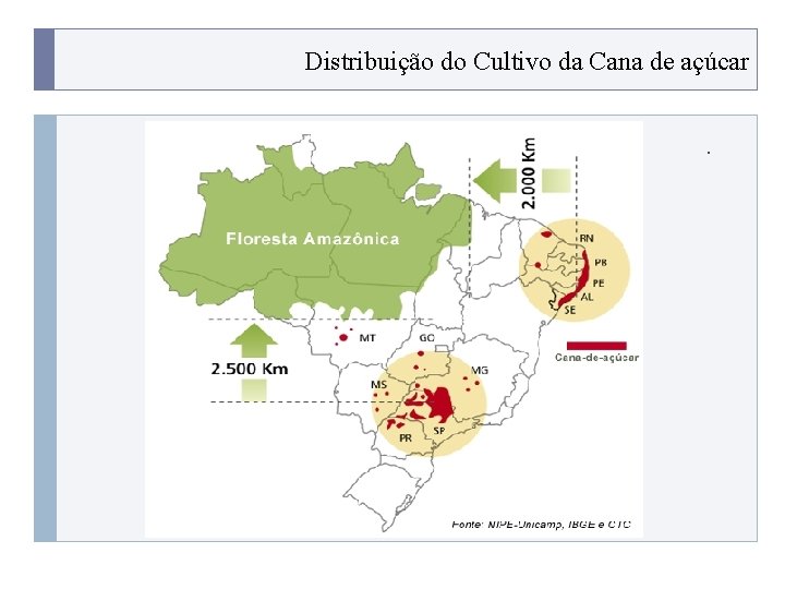 Distribuição do Cultivo da Cana de açúcar. PROGRAMA PLACTED 