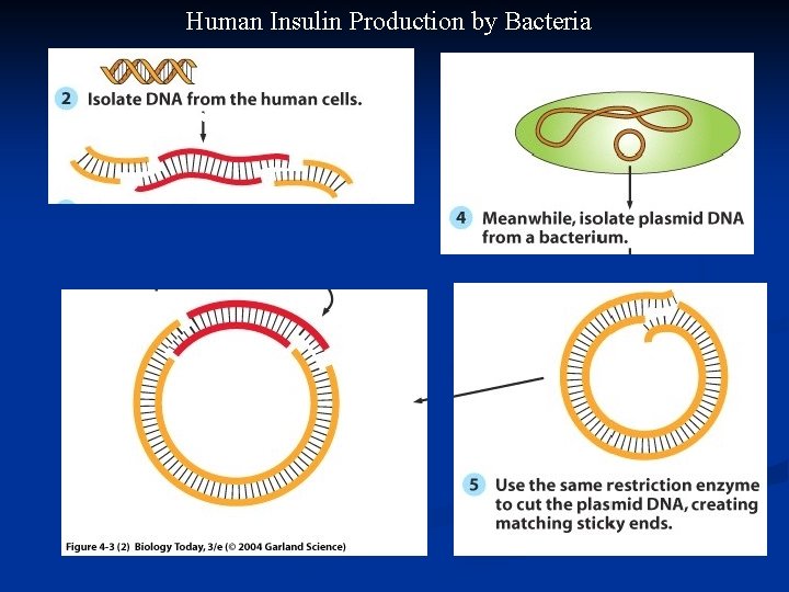 Human Insulin Production by Bacteria and cut with a restriction enzyme 6) join the