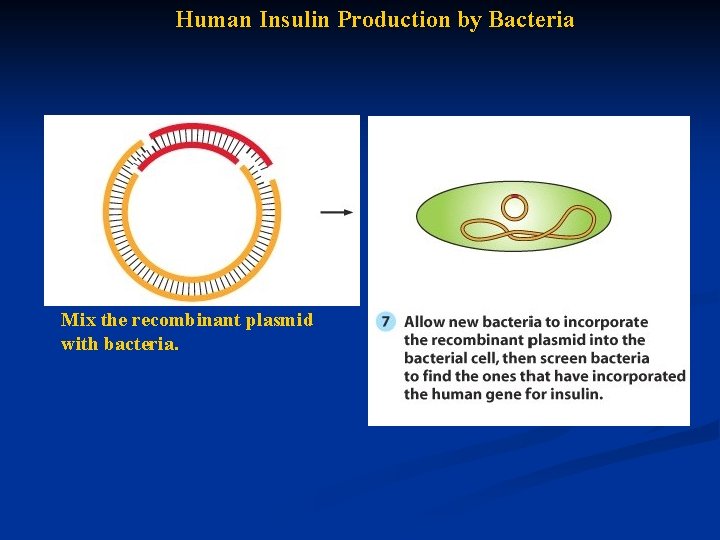 Human Insulin Production by Bacteria Mix the recombinant plasmid with bacteria. 