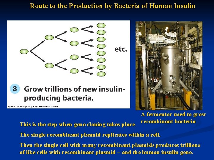 Route to the Production by Bacteria of Human Insulin One cell with the recombinant