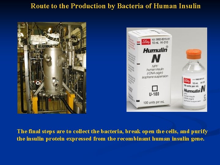 Route to the Production by Bacteria of Human Insulin The final steps are to