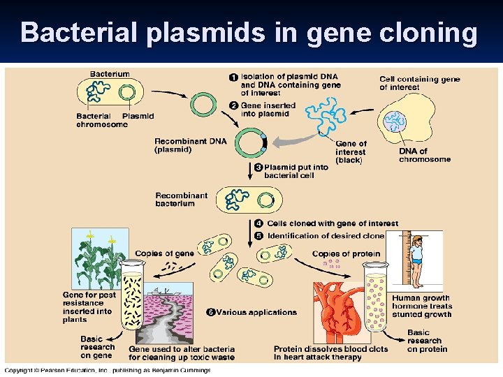 Bacterial plasmids in gene cloning 