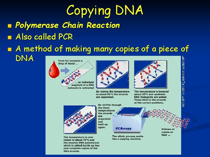 Copying DNA n n n Polymerase Chain Reaction Also called PCR A method of