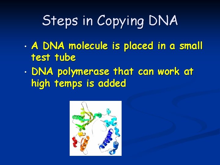 Steps in Copying DNA • • A DNA molecule is placed in a small