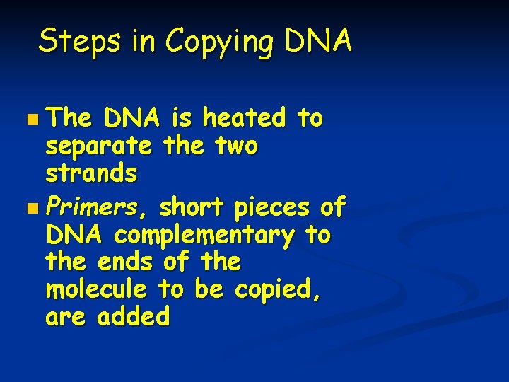 Steps in Copying DNA n The DNA is heated to separate the two strands