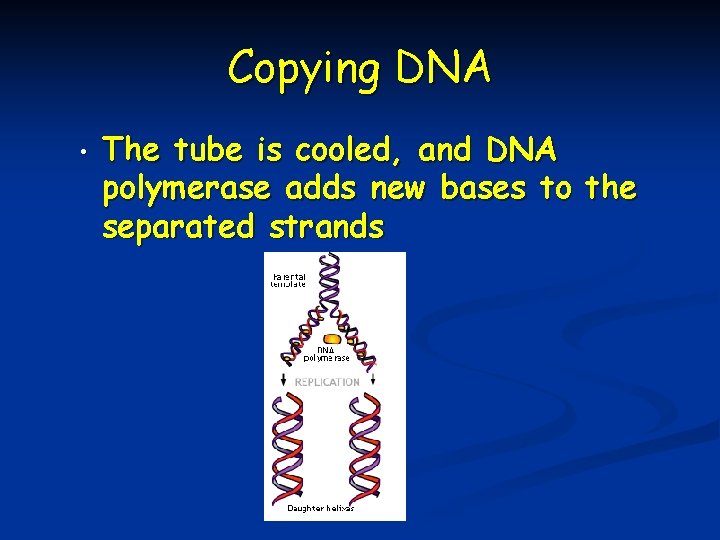Copying DNA • The tube is cooled, and DNA polymerase adds new bases to