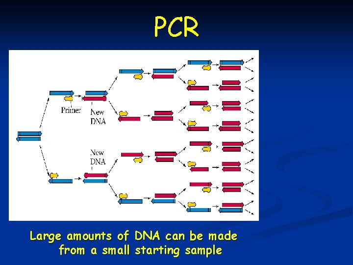 PCR Large amounts of DNA can be made from a small starting sample 