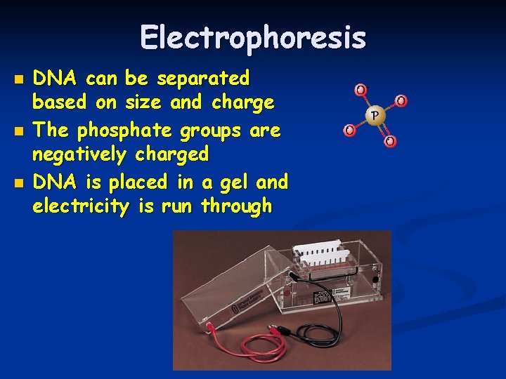 Electrophoresis n n n DNA can be separated based on size and charge The