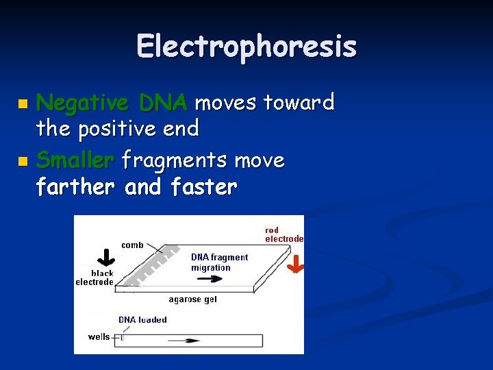 Electrophoresis Negative DNA moves toward the positive end n Smaller fragments move farther and