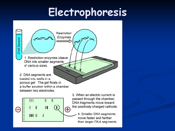 Electrophoresis 