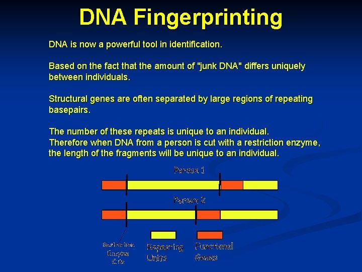 DNA Fingerprinting DNA is now a powerful tool in identification. Based on the fact