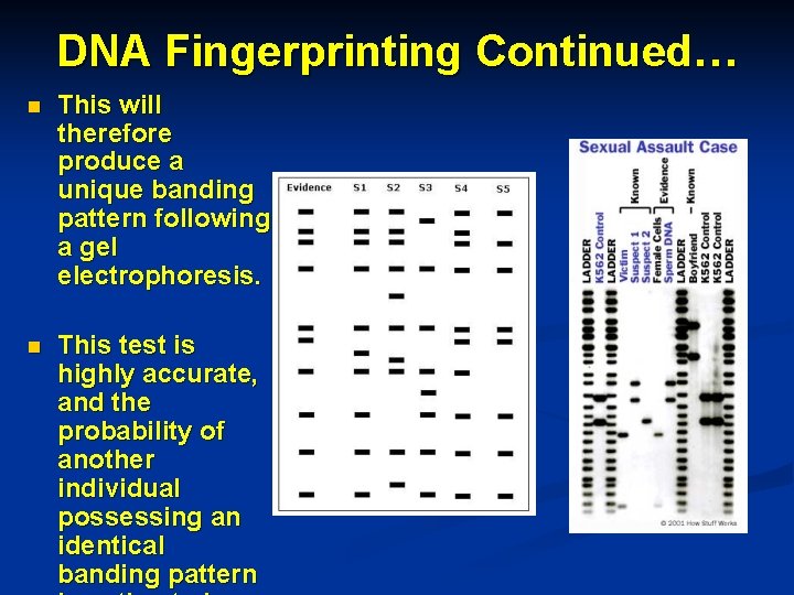 DNA Fingerprinting Continued… n This will therefore produce a unique banding pattern following a