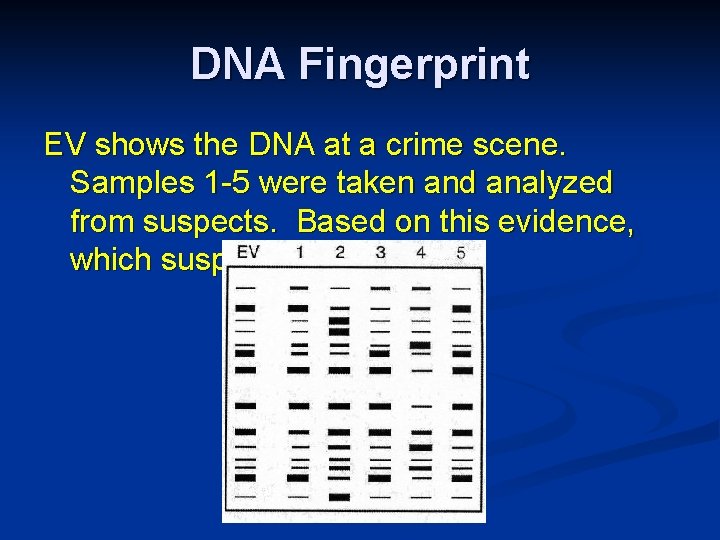 DNA Fingerprint EV shows the DNA at a crime scene. Samples 1 -5 were