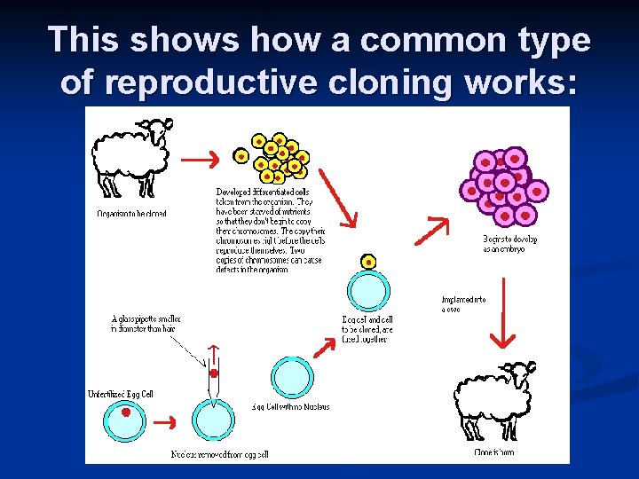 This shows how a common type of reproductive cloning works: 
