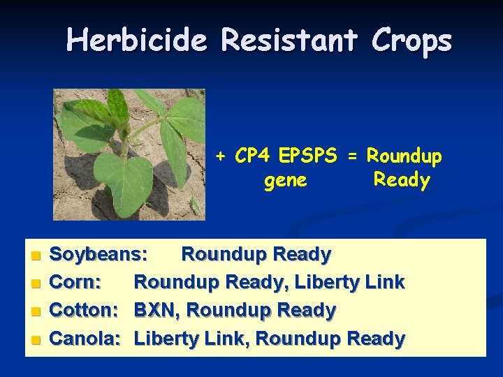 Herbicide Resistant Crops + CP 4 EPSPS = Roundup gene Ready n n Soybeans: