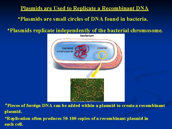 Plasmids are Used to Replicate a Recombinant DNA *Plasmids are small circles of DNA