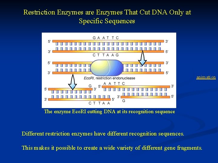 Restriction Enzymes are Enzymes That Cut DNA Only at Specific Sequences Restriction enzyme animation